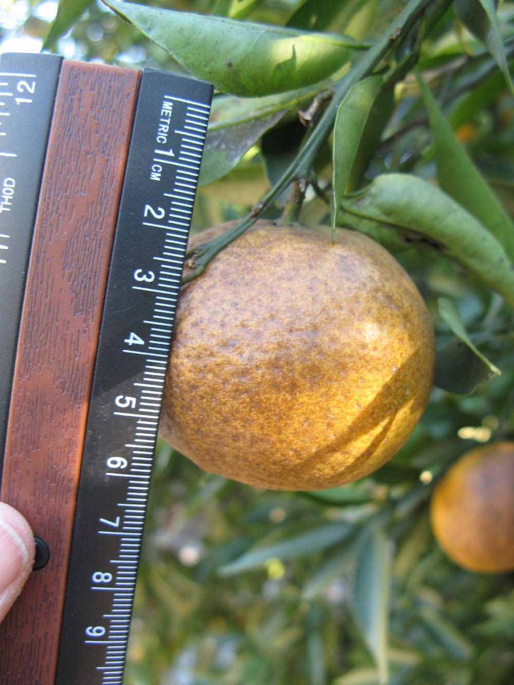            Fruit (Winter Haven, FL)   